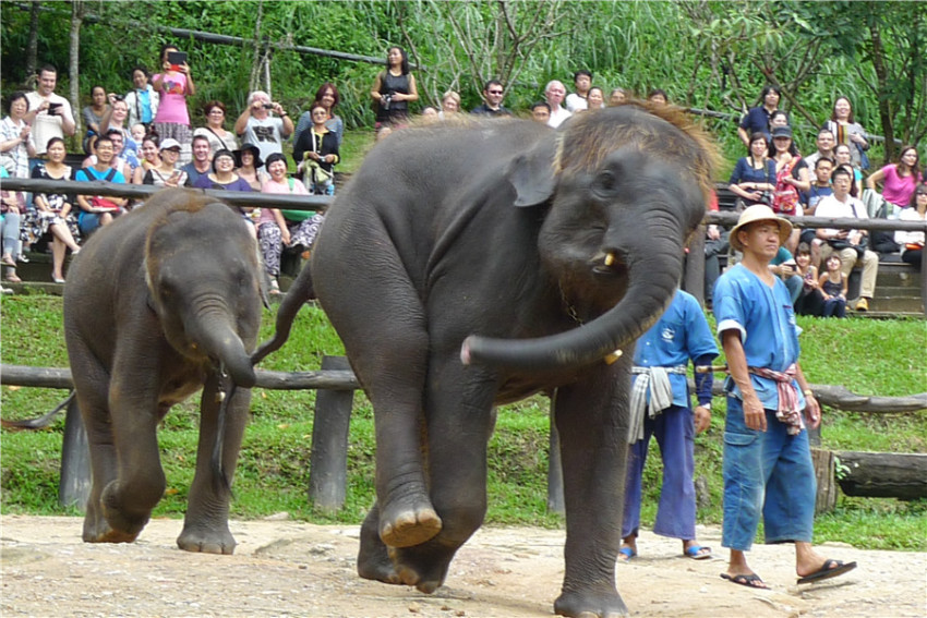 【当地参团】清迈湄登大象园-- 骑大象过河穿越丛林（仅含古城往返酒店接送）