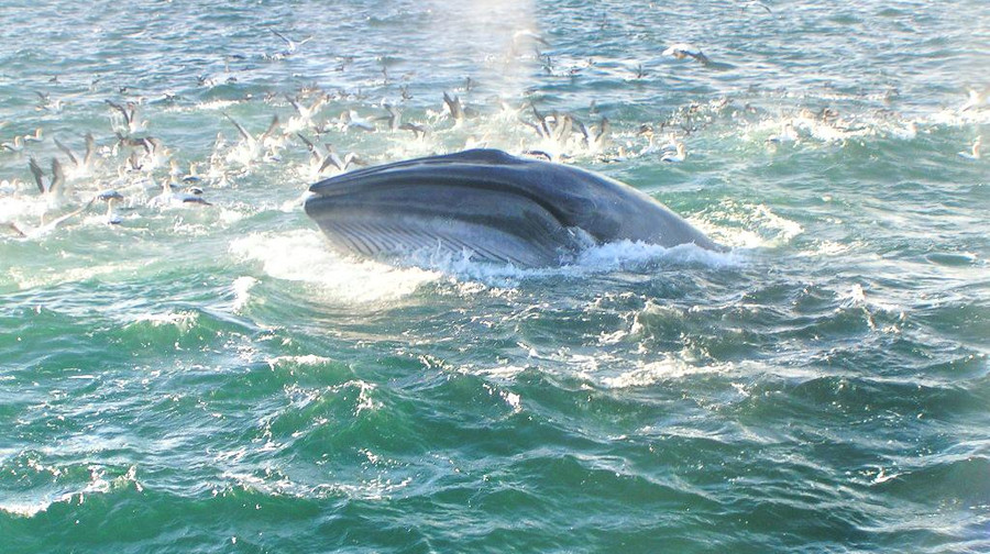 奥克兰鲸鱼海豚发现之旅